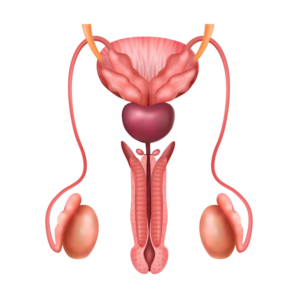 Urinary Incontinence Treatment Laser Prostate